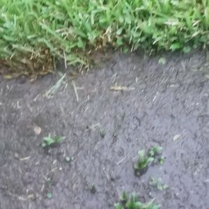 Meet your Posher, Pete